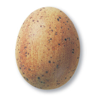 szkliwo TC 7843/TC 343 - nakrapiane matowe 1kg